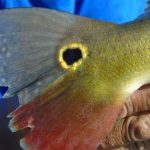 peixes_barco_hotel_kaiman_8